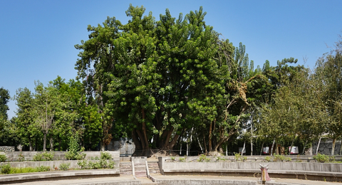Villa Grimaldi hafıza alanının orta yerinde kökeni Arjantin Patagonyası olan Ombu ismindeki devasa ağaç